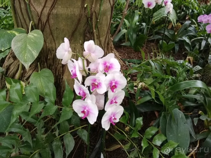 Шалом, Израиль! Часть 8. Парк орхидей "Утопия".