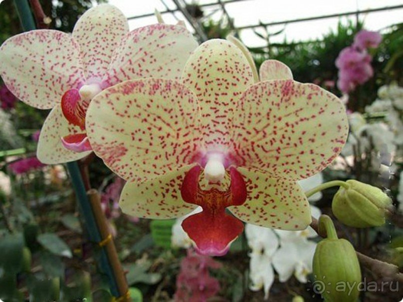 Альбом отзыва "Шалом, Израиль! Часть 8. Парк орхидей "Утопия"."