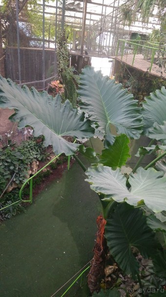 Шалом, Израиль! Часть 8. Парк орхидей "Утопия".