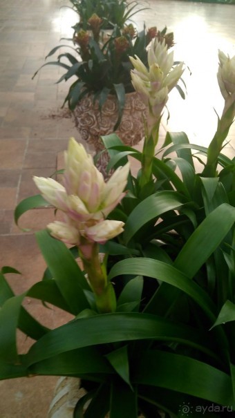 Шалом, Израиль! Часть 8. Парк орхидей "Утопия".