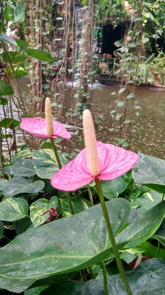 Шалом, Израиль! Часть 8. Парк орхидей "Утопия".