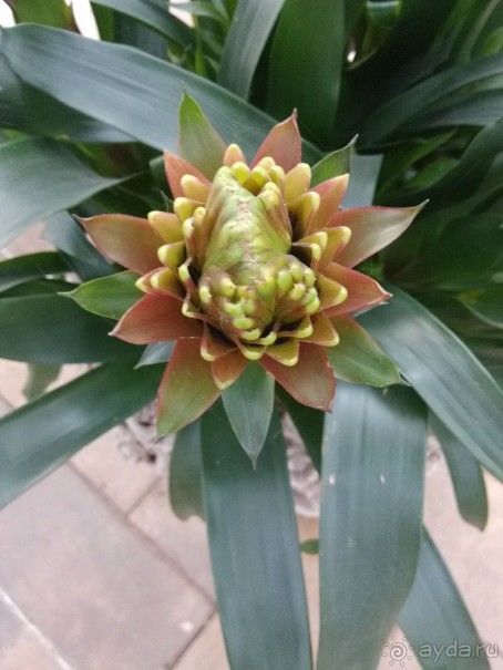 Шалом, Израиль! Часть 8. Парк орхидей "Утопия".