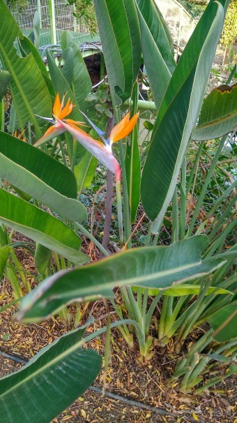 Шалом, Израиль! Часть 8. Парк орхидей "Утопия".