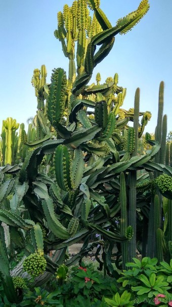 Шалом, Израиль! Часть 8. Парк орхидей "Утопия".