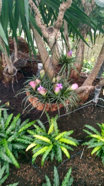 Шалом, Израиль! Часть 8. Парк орхидей "Утопия".