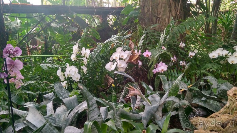 Шалом, Израиль! Часть 8. Парк орхидей "Утопия".