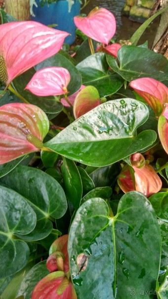 Шалом, Израиль! Часть 8. Парк орхидей "Утопия".