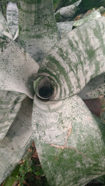 Шалом, Израиль! Часть 8. Парк орхидей "Утопия".