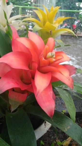 Шалом, Израиль! Часть 8. Парк орхидей "Утопия".