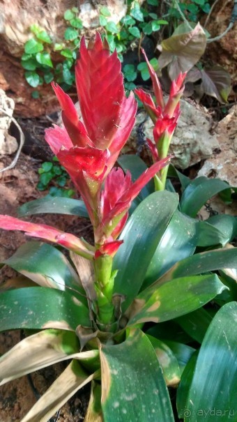 Шалом, Израиль! Часть 8. Парк орхидей "Утопия".