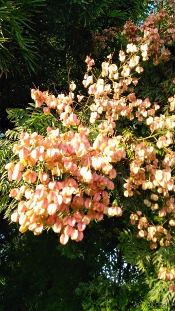 Шалом, Израиль! Часть 8. Парк орхидей "Утопия".