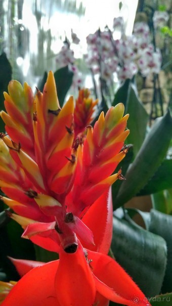 Шалом, Израиль! Часть 8. Парк орхидей "Утопия".