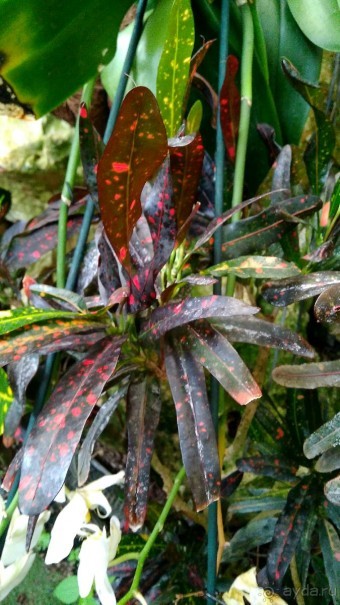 Шалом, Израиль! Часть 8. Парк орхидей "Утопия".