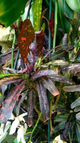 Шалом, Израиль! Часть 8. Парк орхидей "Утопия".