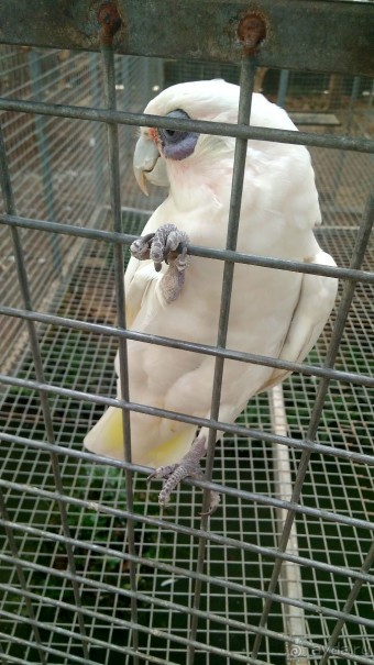 Шалом, Израиль! Часть 8. Парк орхидей "Утопия".