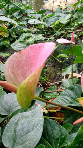 Шалом, Израиль! Часть 8. Парк орхидей "Утопия".