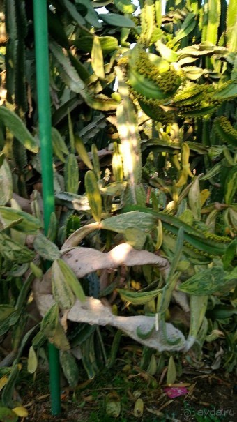 Шалом, Израиль! Часть 8. Парк орхидей "Утопия".