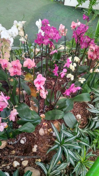 Шалом, Израиль! Часть 8. Парк орхидей "Утопия".