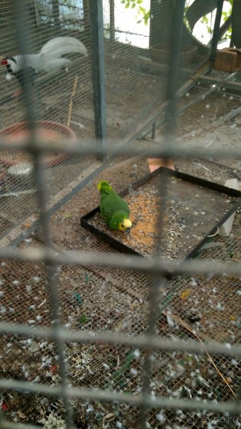 Шалом, Израиль! Часть 8. Парк орхидей "Утопия".