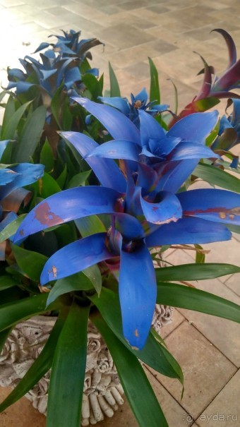 Шалом, Израиль! Часть 8. Парк орхидей "Утопия".