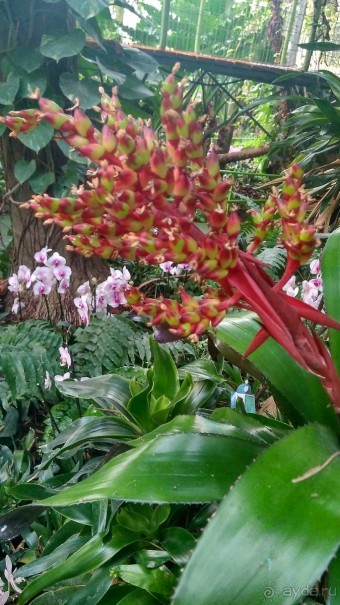 Шалом, Израиль! Часть 8. Парк орхидей "Утопия".