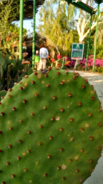 Шалом, Израиль! Часть 8. Парк орхидей "Утопия".