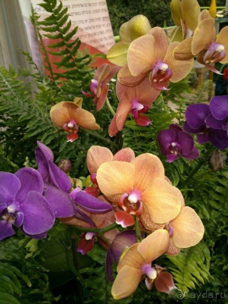 Шалом, Израиль! Часть 8. Парк орхидей "Утопия".