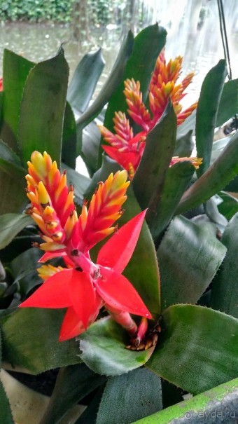 Шалом, Израиль! Часть 8. Парк орхидей "Утопия".