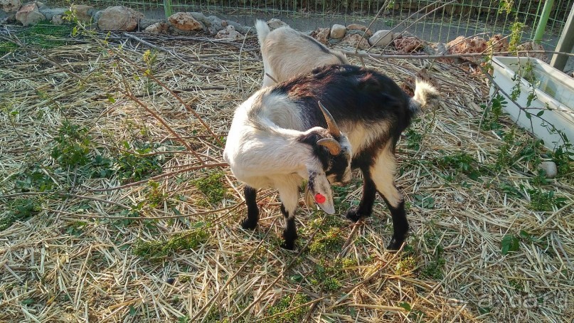 Шалом, Израиль! Часть 8. Парк орхидей "Утопия".