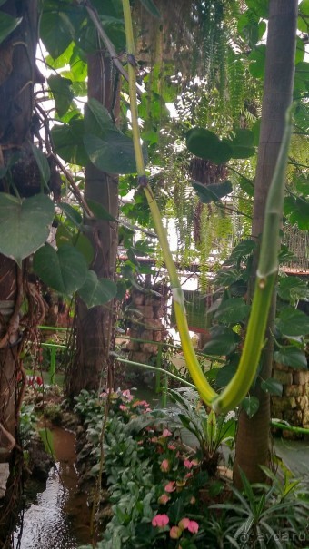 Шалом, Израиль! Часть 8. Парк орхидей "Утопия".