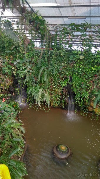 Шалом, Израиль! Часть 8. Парк орхидей "Утопия".