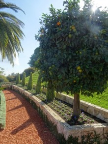 Альбом отзыва "Шалом, Израиль! Часть 6. Хайфа (Бахайские сады), Акко, гроты Рош-а-НикрА."