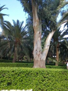 Шалом, Израиль! Часть 6. Хайфа (Бахайские сады), Акко, гроты Рош-а-НикрА.