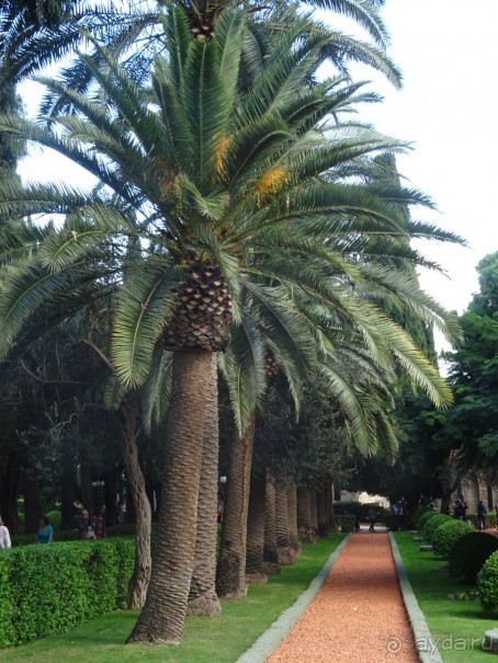 Альбом отзыва "Шалом, Израиль! Часть 6. Хайфа (Бахайские сады), Акко, гроты Рош-а-НикрА."