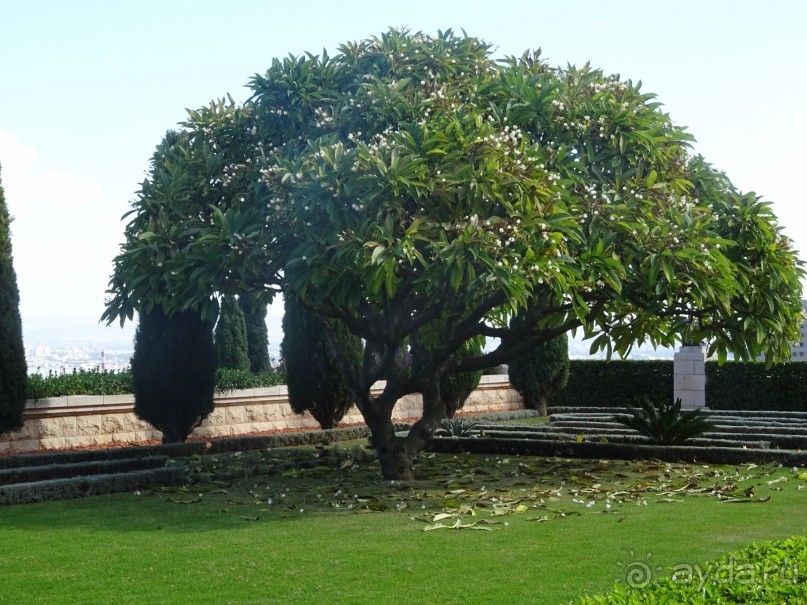 Альбом отзыва "Шалом, Израиль! Часть 6. Хайфа (Бахайские сады), Акко, гроты Рош-а-НикрА."