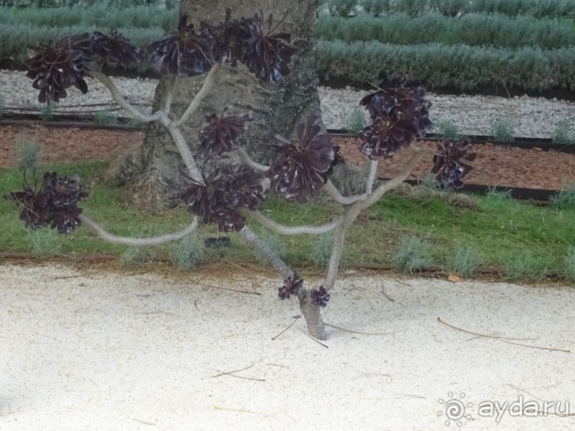 Альбом отзыва "Шалом, Израиль! Часть 6. Хайфа (Бахайские сады), Акко, гроты Рош-а-НикрА."