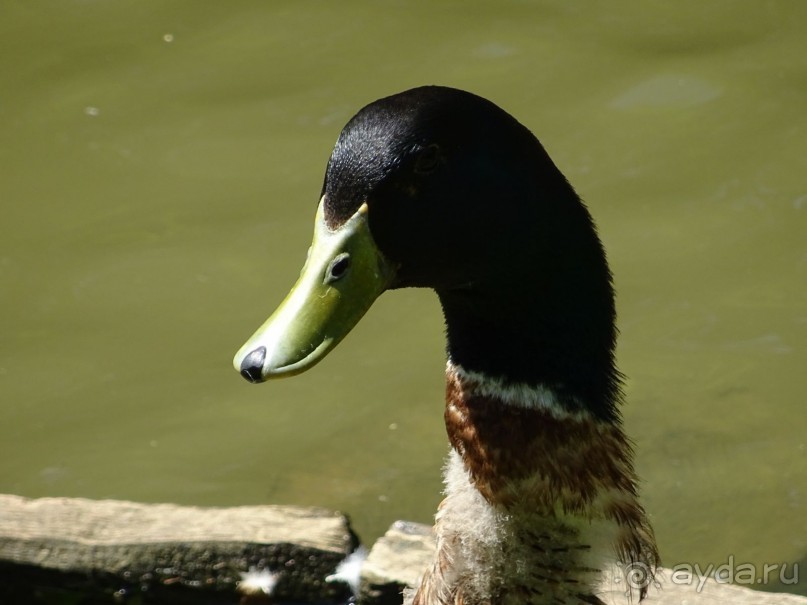 Дворцово-парковый ансамбль Царицыно в Москве