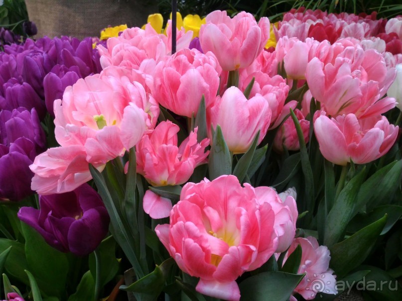 Альбом отзыва "Весна идет - весне дорогу!!!  (Отзыв для милых дам)."