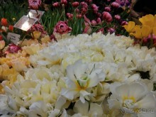 Альбом отзыва "Весна идет - весне дорогу!!!  (Отзыв для милых дам)."