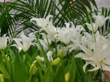 Альбом отзыва "Весна идет - весне дорогу!!!  (Отзыв для милых дам)."