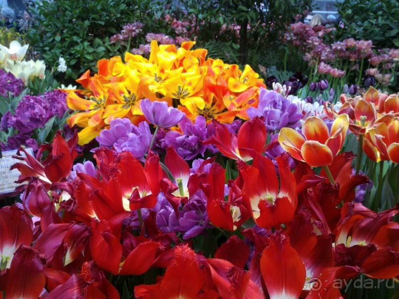 Альбом отзыва "Весна идет - весне дорогу!!!  (Отзыв для милых дам)."