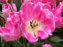 Альбом отзыва "Весна идет - весне дорогу!!!  (Отзыв для милых дам)."