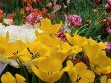 Альбом отзыва "Весна идет - весне дорогу!!!  (Отзыв для милых дам)."