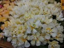 Альбом отзыва "Весна идет - весне дорогу!!!  (Отзыв для милых дам)."