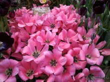 Альбом отзыва "Весна идет - весне дорогу!!!  (Отзыв для милых дам)."