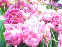 Альбом отзыва "Весна идет - весне дорогу!!!  (Отзыв для милых дам)."