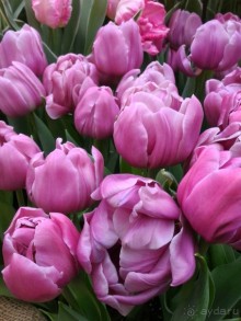 Альбом отзыва "Весна идет - весне дорогу!!!  (Отзыв для милых дам)."