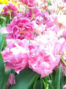 Альбом отзыва "Весна идет - весне дорогу!!!  (Отзыв для милых дам)."