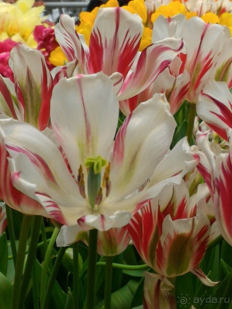 Альбом отзыва "Весна идет - весне дорогу!!!  (Отзыв для милых дам)."