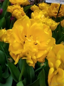 Альбом отзыва "Весна идет - весне дорогу!!!  (Отзыв для милых дам)."